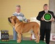 Padreadores - Fila Brasileiro Dourado - Canil Singular - Kaizer